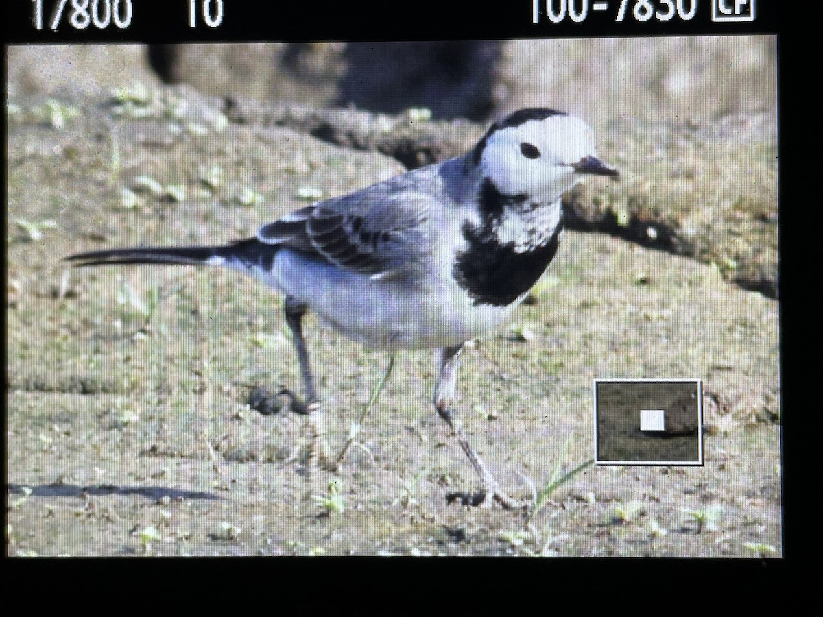 White Wagtail - ML401298701