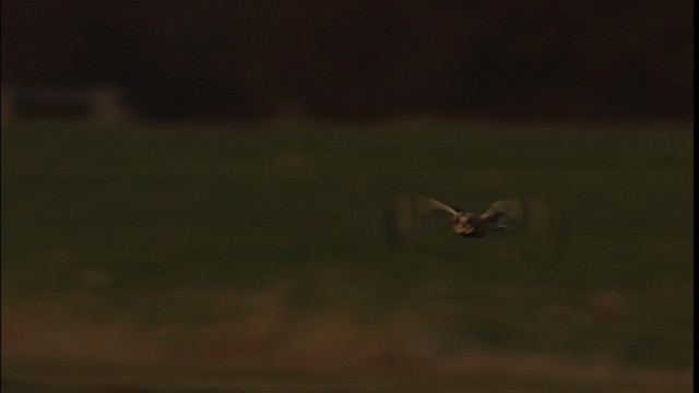 Short-eared Owl (Northern) - ML401300
