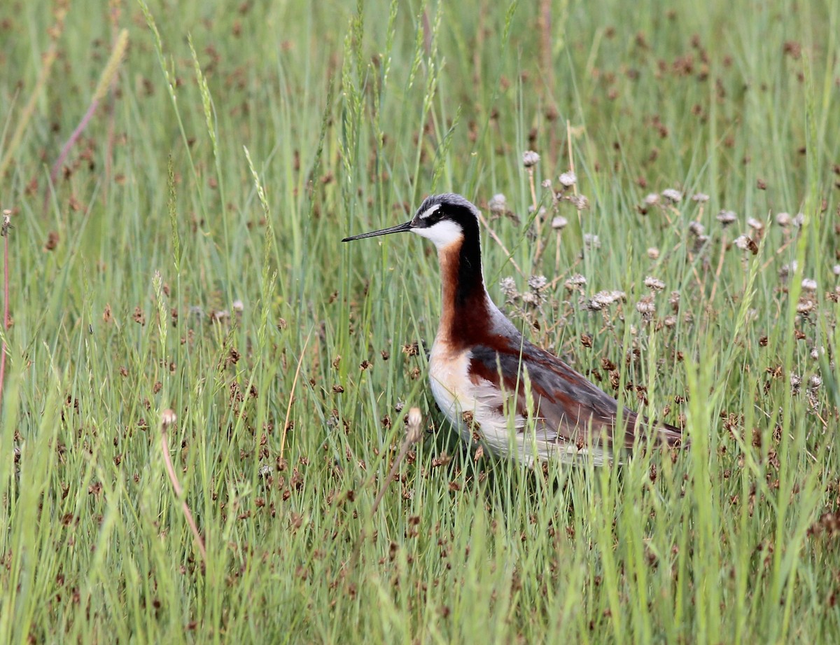 Falaropo Tricolor - ML40130121