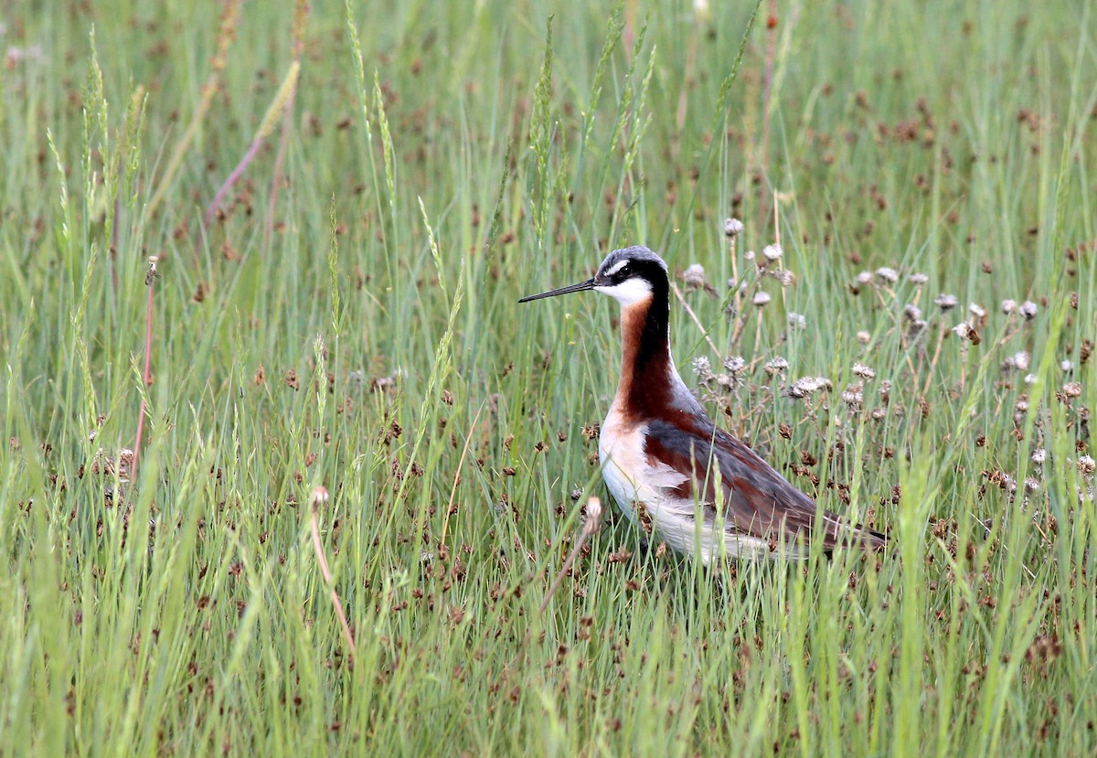 Falaropo Tricolor - ML40130131