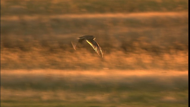 Short-eared Owl (Northern) - ML401302