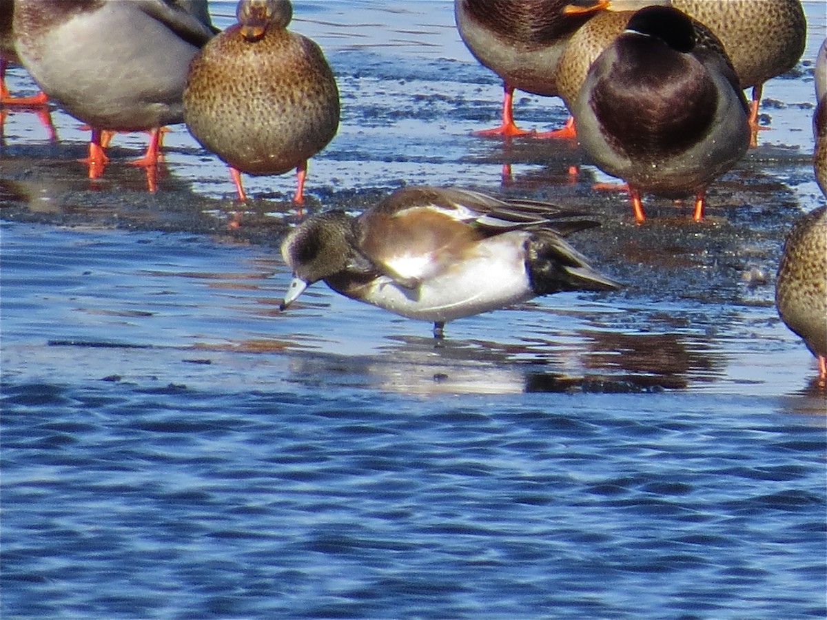 American Wigeon - ML40130251