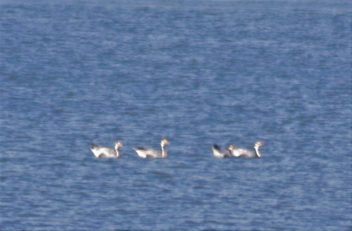 Bar-headed Goose - ML401302511