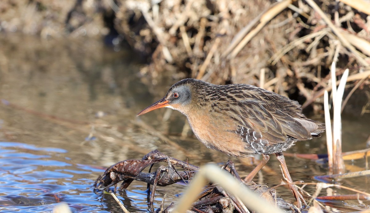 Virginia Rail - ML401302731