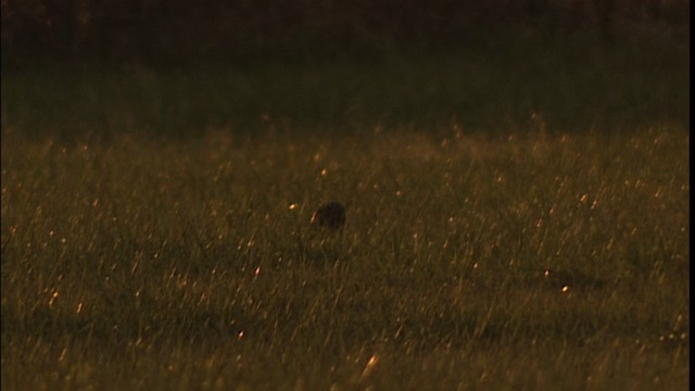 Short-eared Owl (Northern) - ML401303