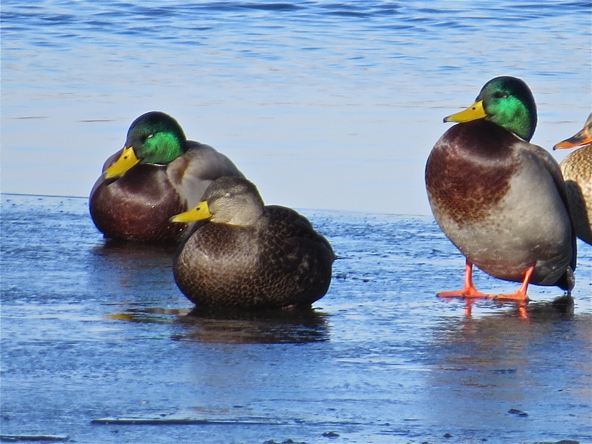 American Black Duck - ML40130391