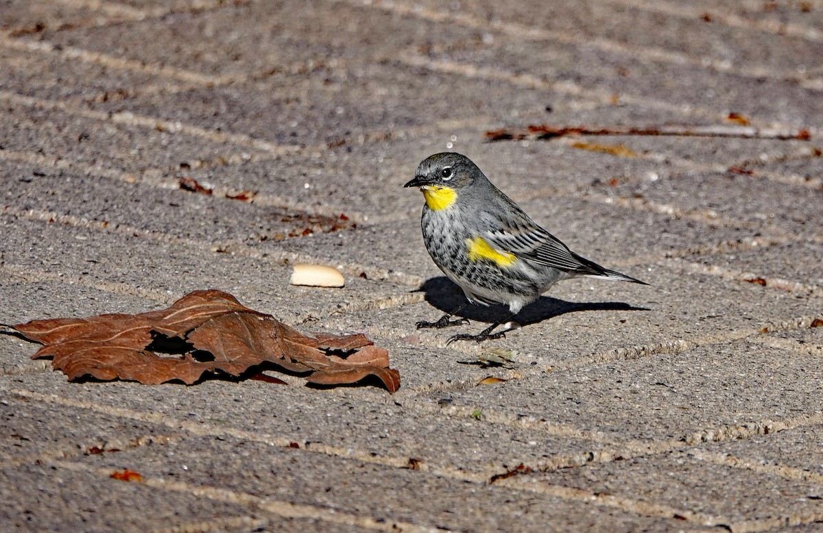 Yellow-rumped Warbler (Audubon's) - Dika Golovatchoff