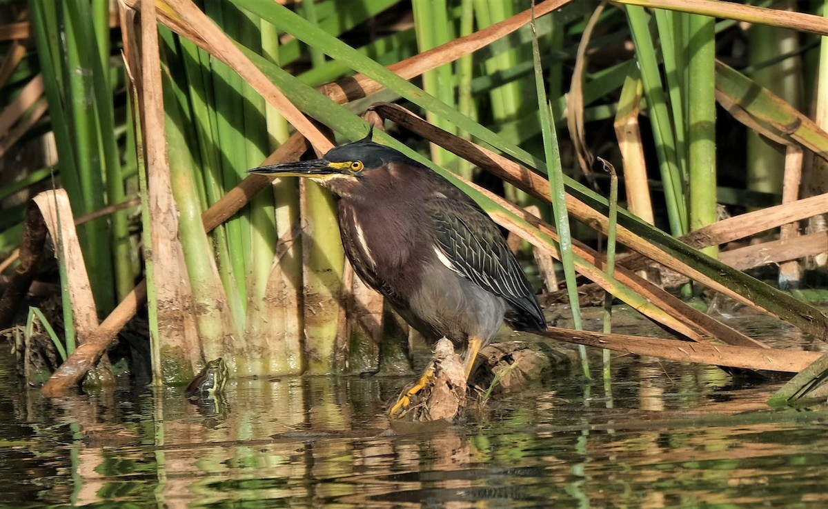 Green Heron - ML401304391