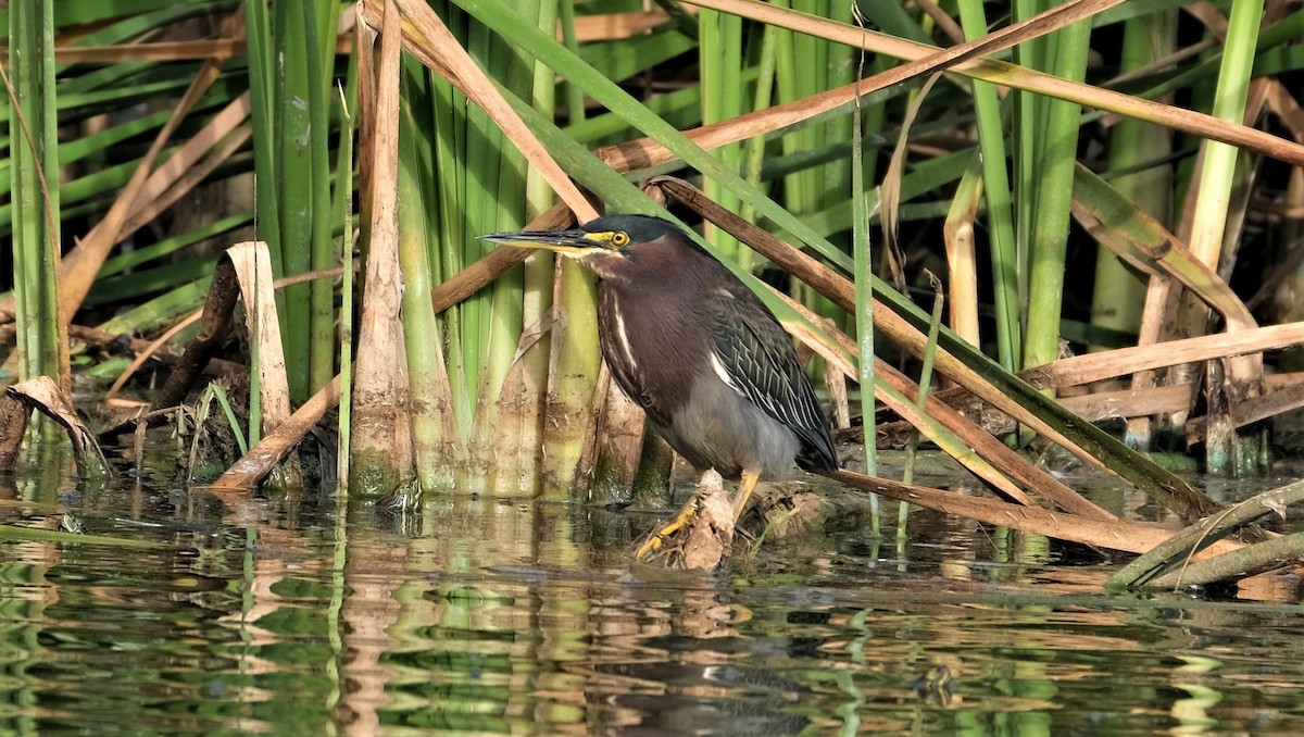 Green Heron - ML401304631