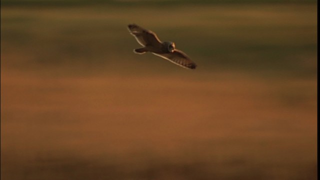 Short-eared Owl (Northern) - ML401305