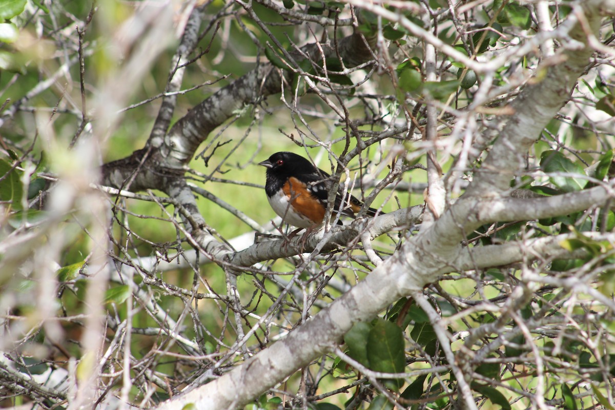Spotted Towhee - ML401305271