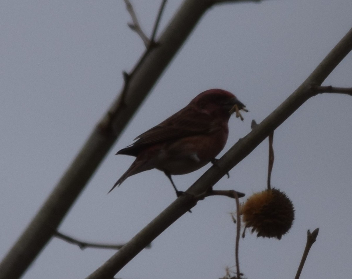 Purple Finch - ML401305791
