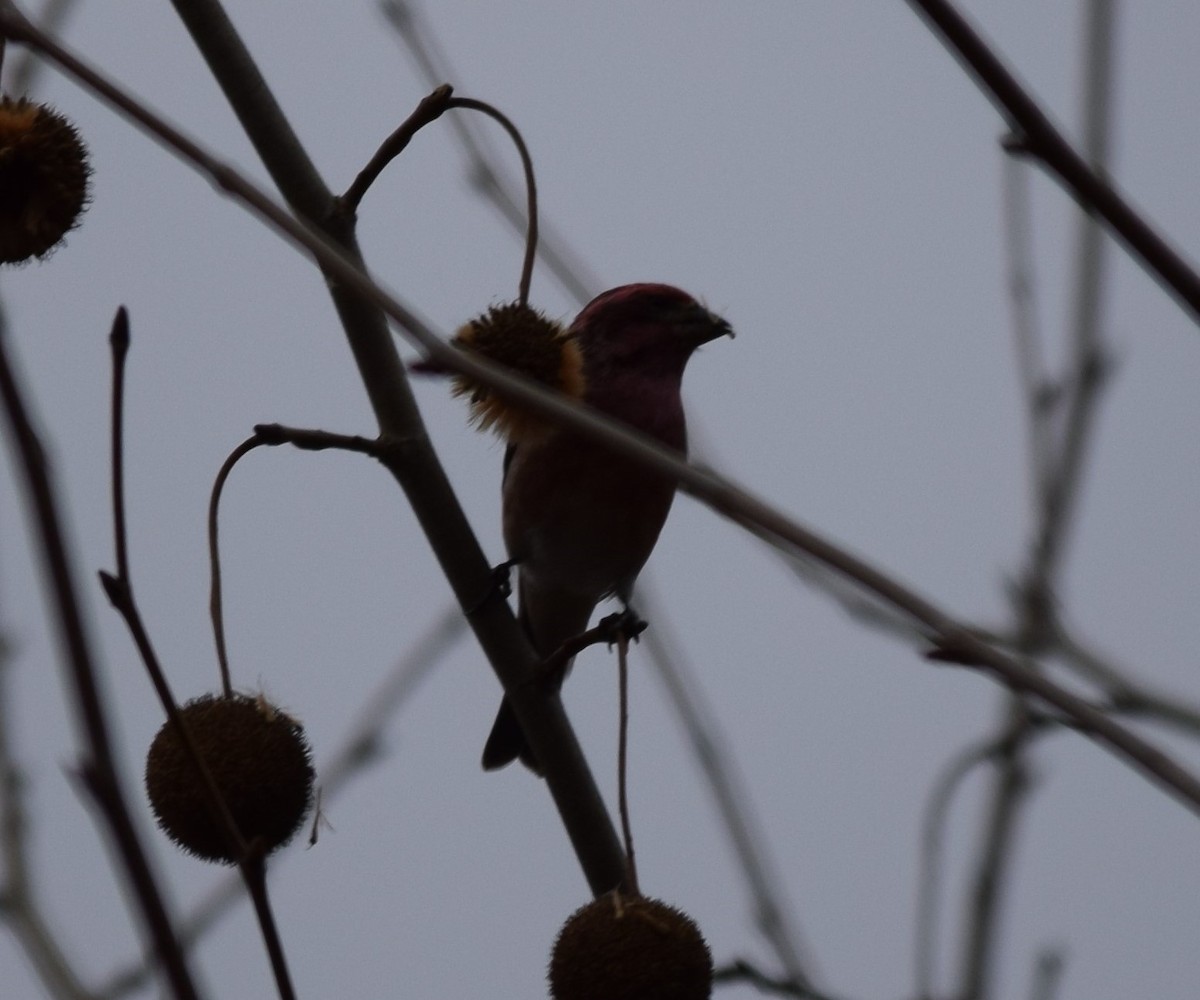Purple Finch - ML401305851