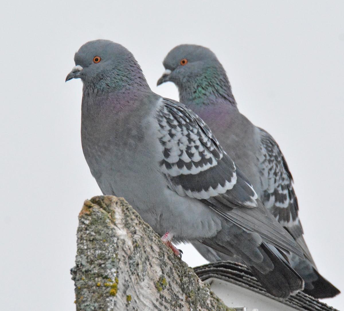 Rock Pigeon (Feral Pigeon) - ML401307051