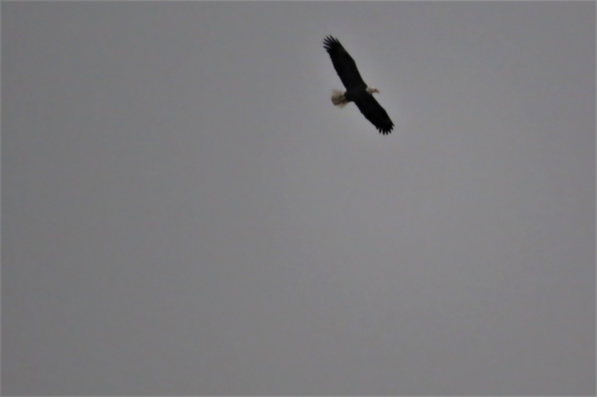 Bald Eagle - ML401307131