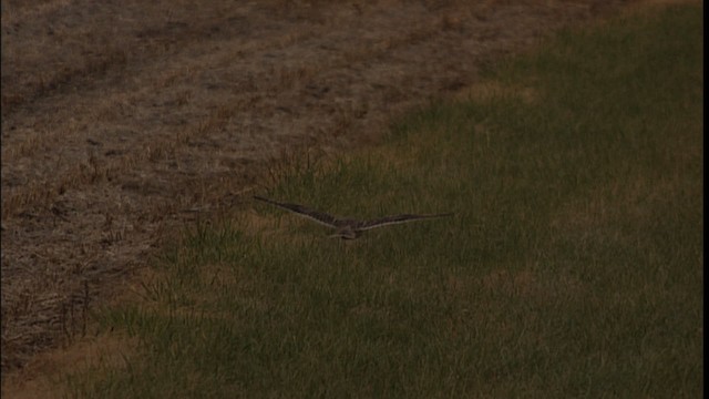 Short-eared Owl (Northern) - ML401310