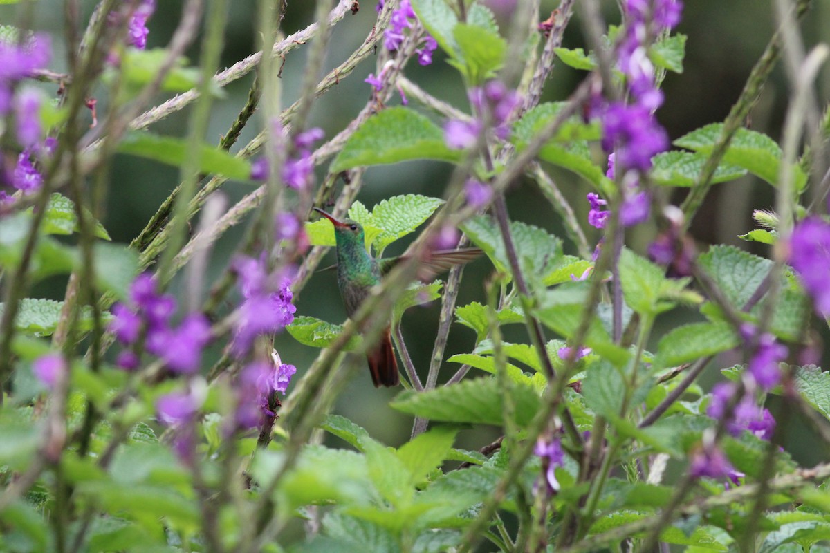 Rufous-tailed Hummingbird - ML401311351