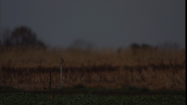 Short-eared Owl (Northern) - ML401312