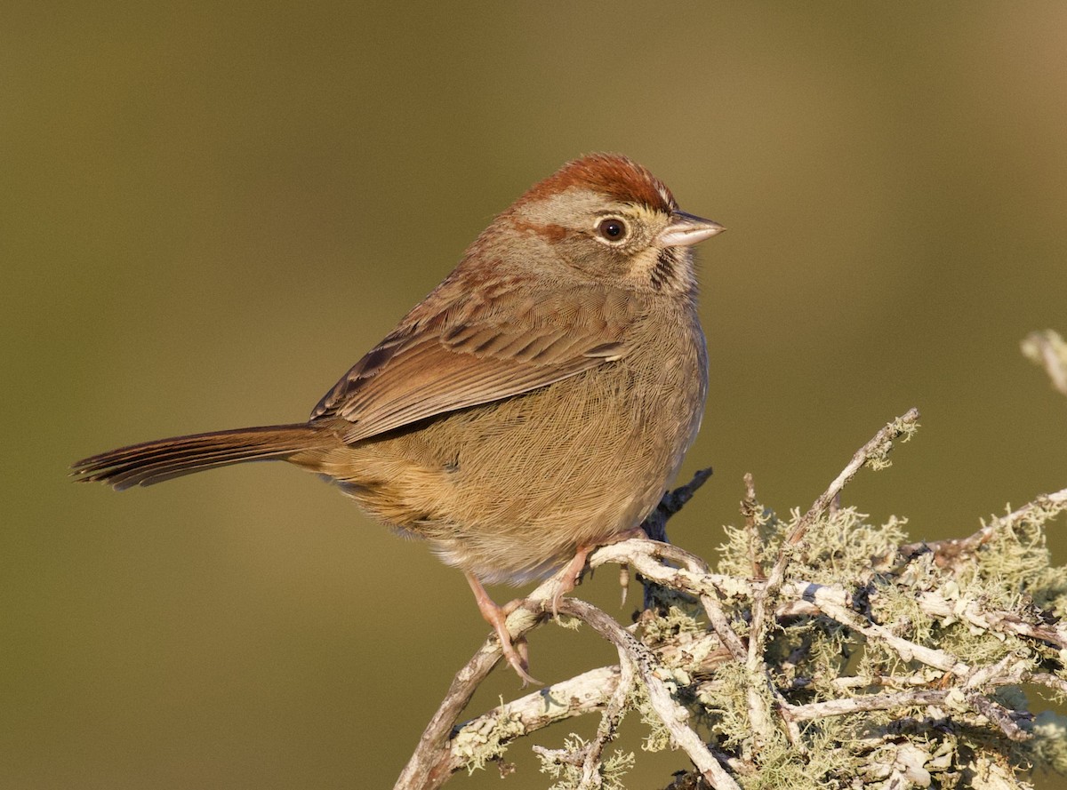 Rufous-crowned Sparrow - Everett Clark
