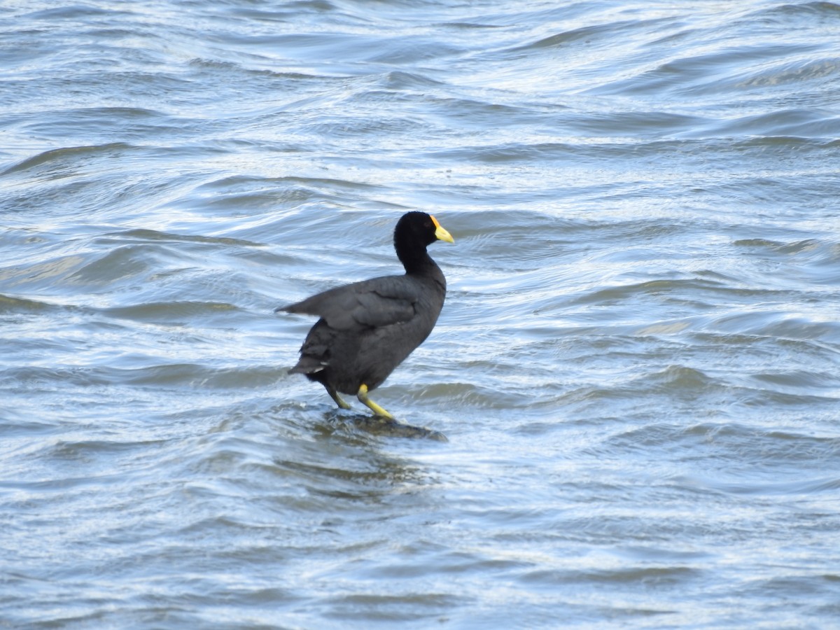 Foulque leucoptère - ML401312761