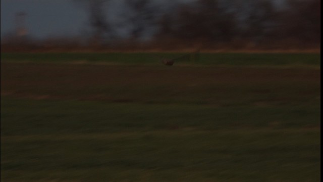Short-eared Owl (Northern) - ML401314