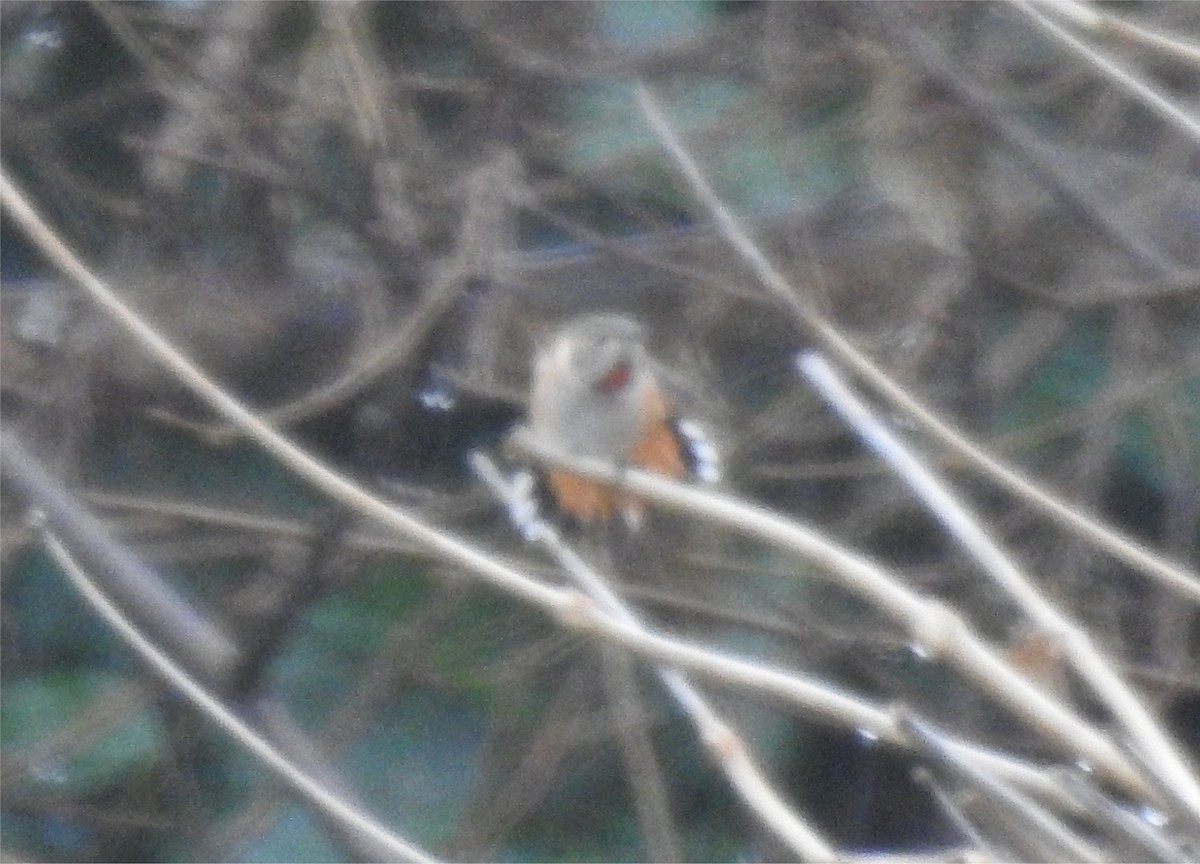 Rufous Hummingbird - ML401314631