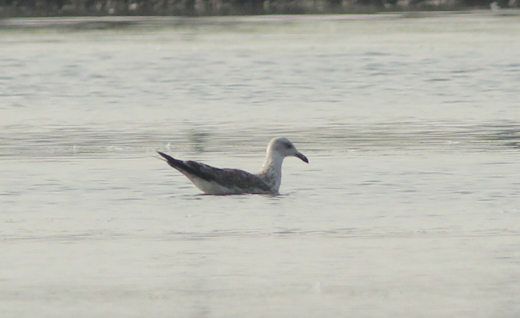 Gaviota del Caspio - ML40131471