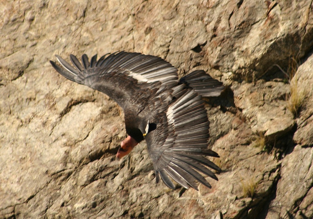 California Condor - ML40131561
