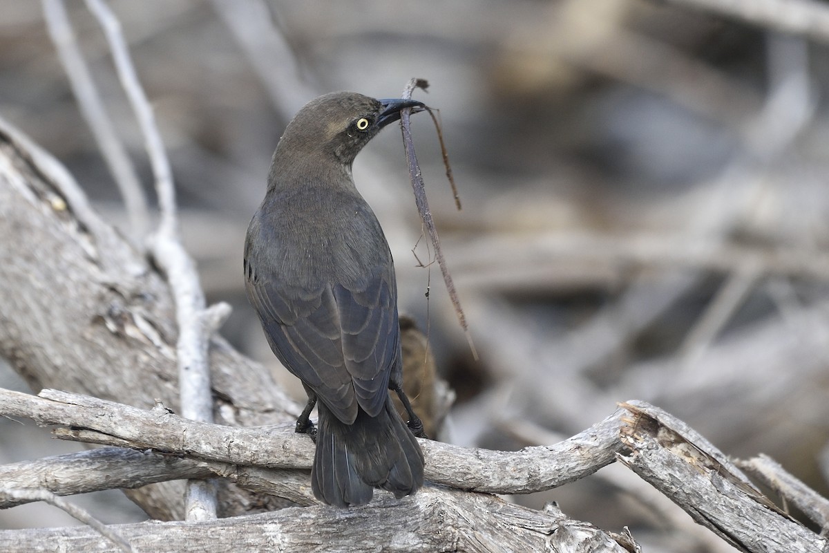 Carib Grackle - ML40131611