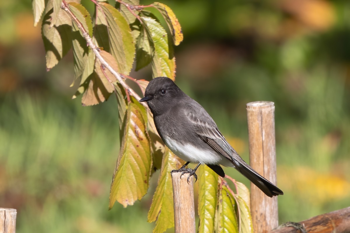 Black Phoebe - Kalpesh Krishna