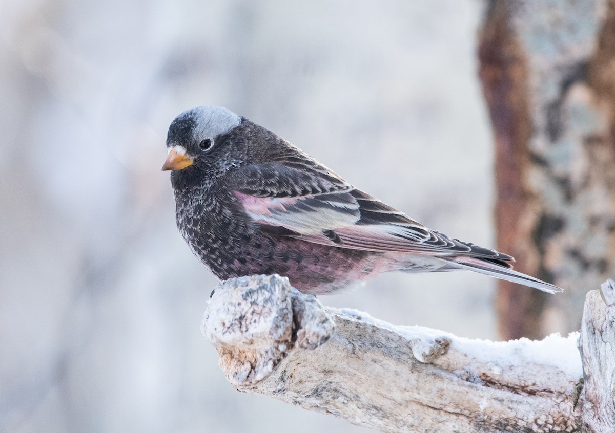Black Rosy-Finch - Christopher Gilbert