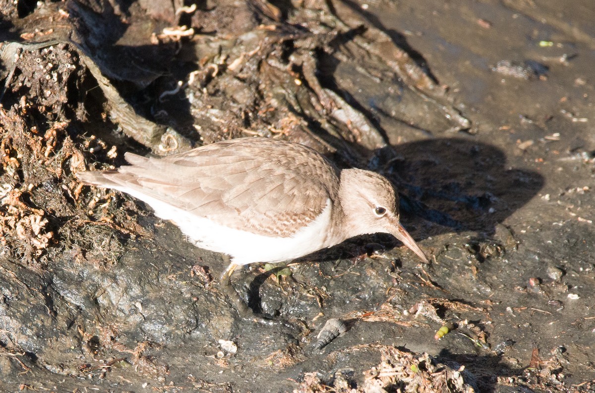 Spotted Sandpiper - ML401319341