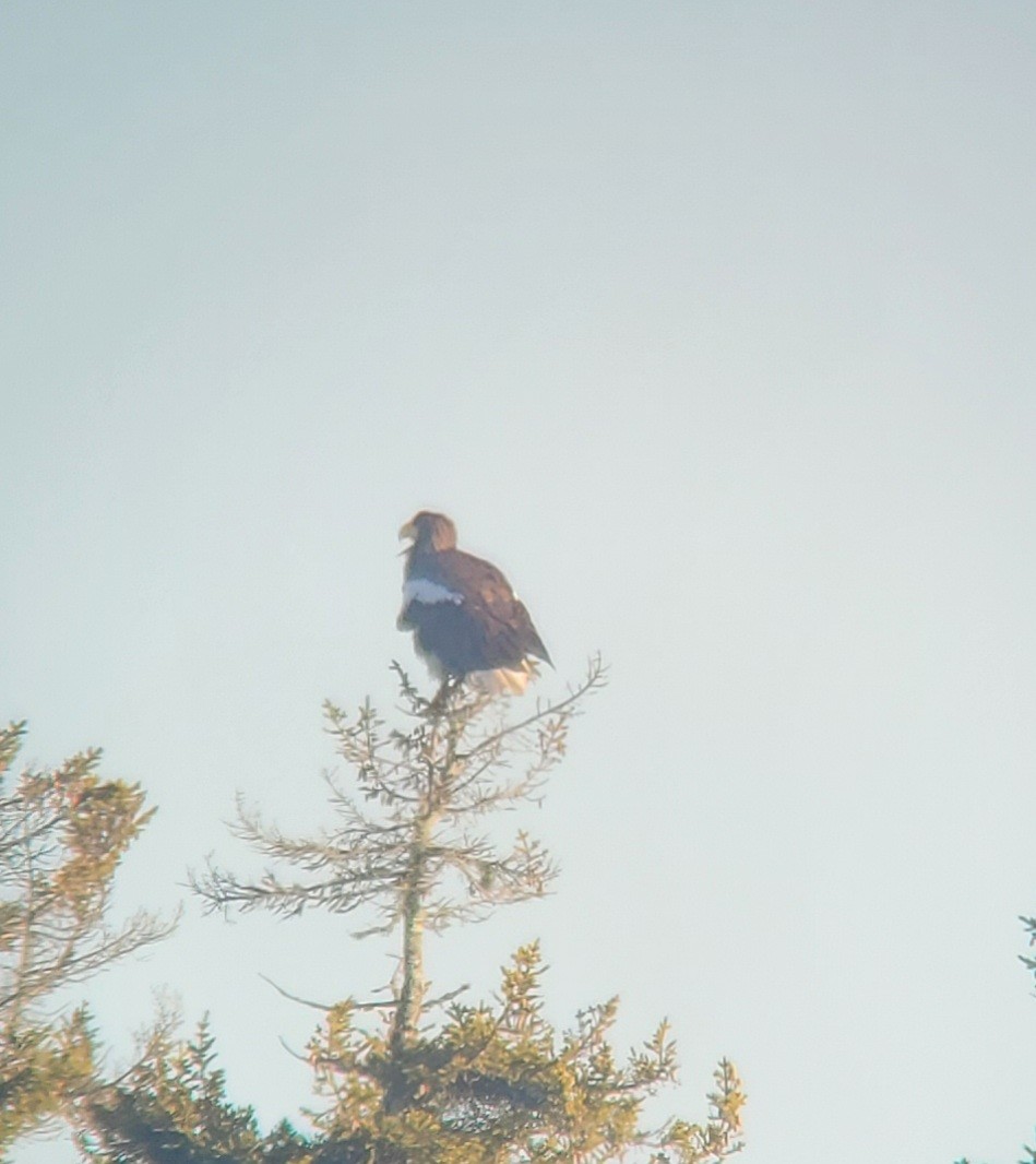 Steller's Sea-Eagle - ML401319511