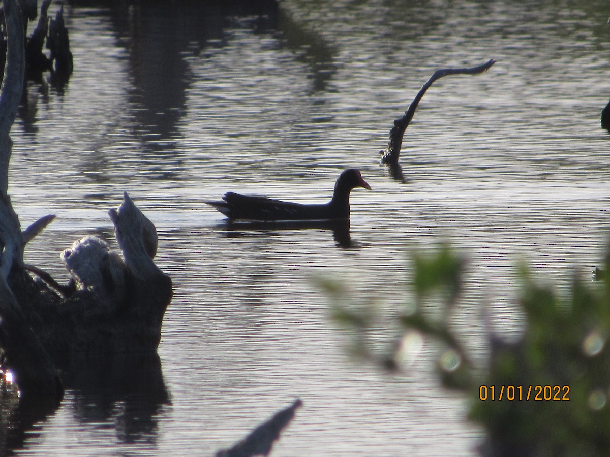 Gallinule d'Amérique - ML401320801