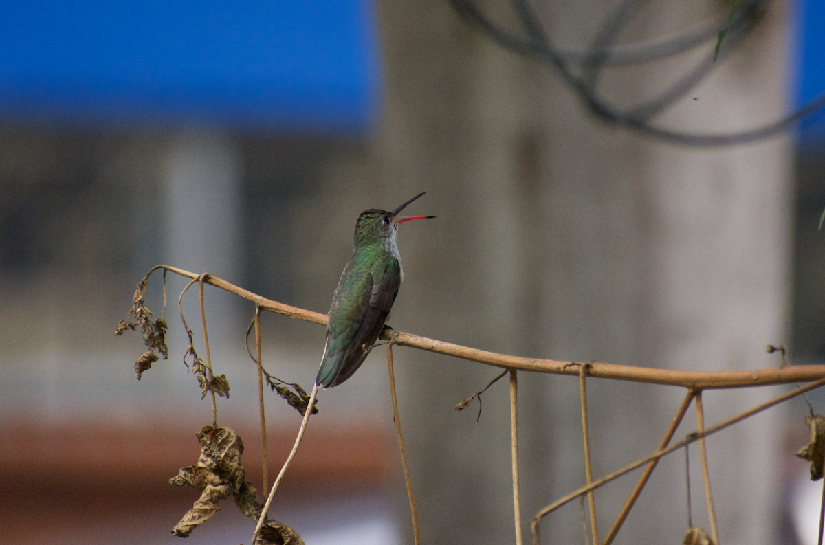 White-bellied Hummingbird - ML401321671