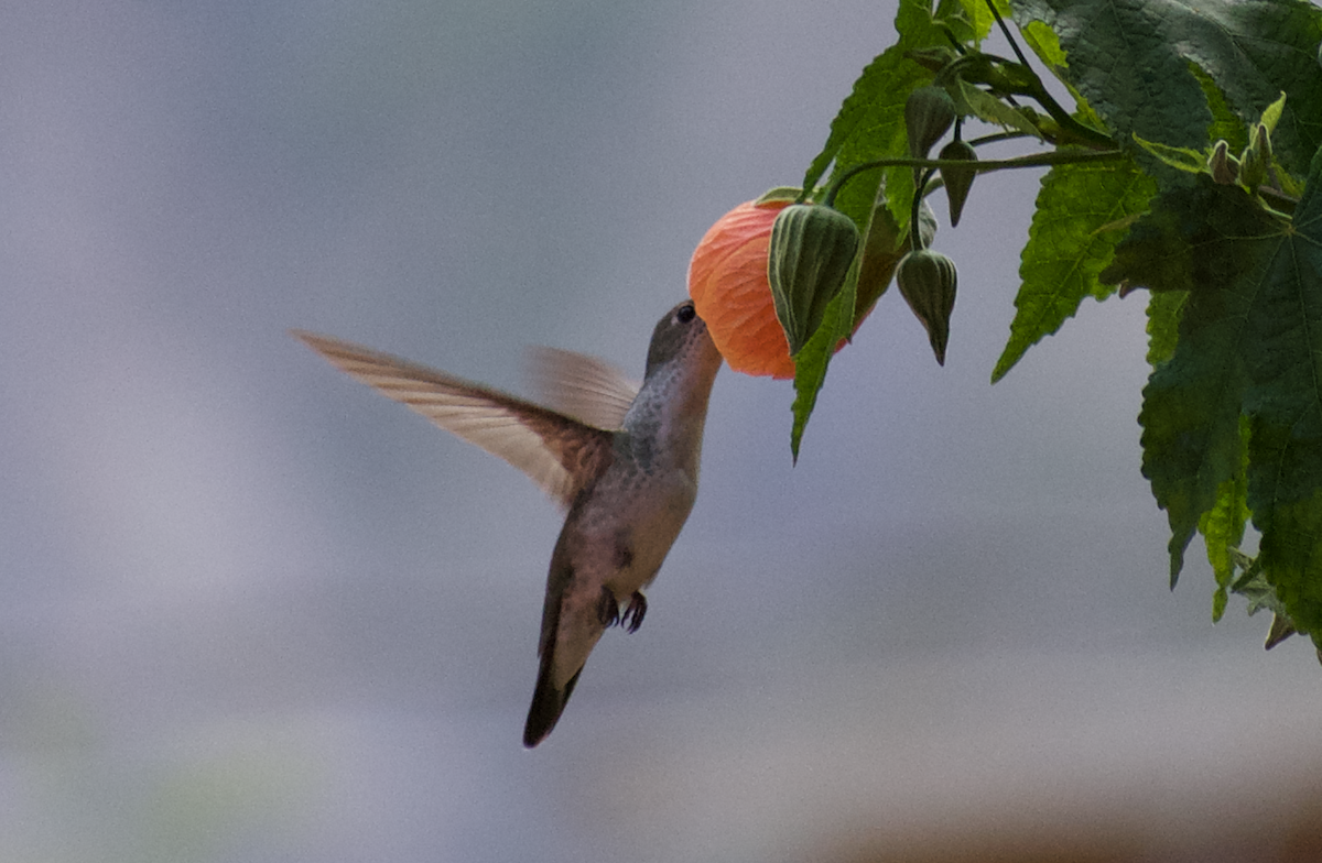 hvitbrystkolibri - ML401321751