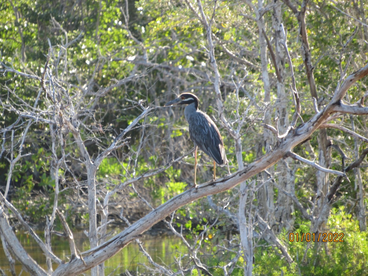 Yellow-crowned Night Heron - Vivian F. Moultrie