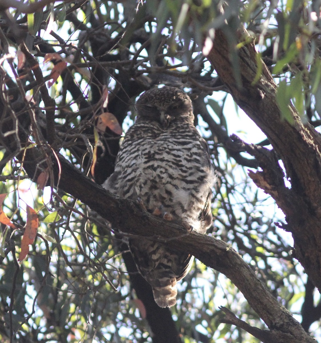 Powerful Owl - ML401325541