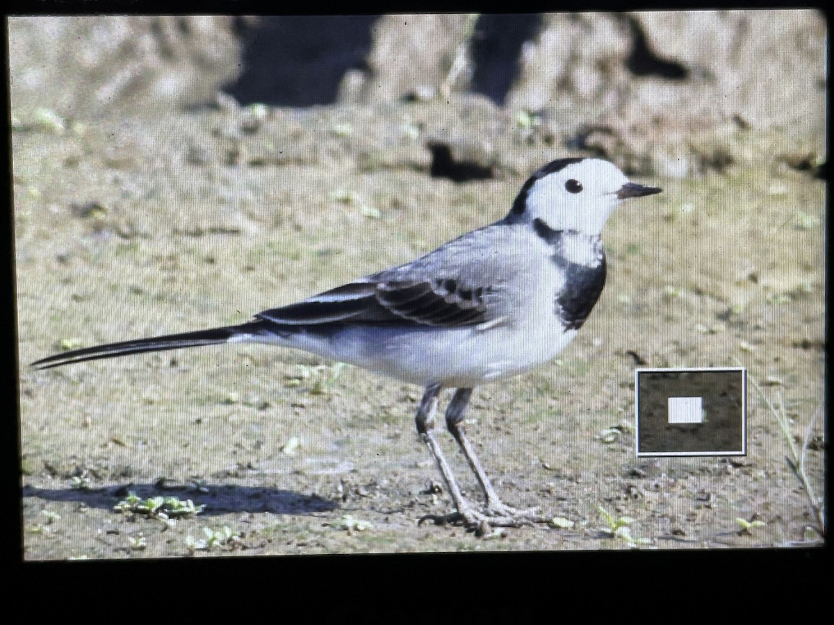 White Wagtail - Derb Carter