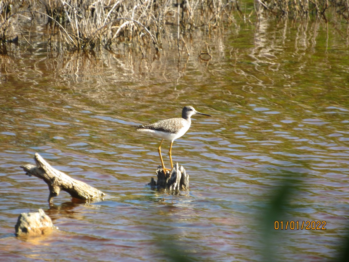 Greater Yellowlegs - ML401325821