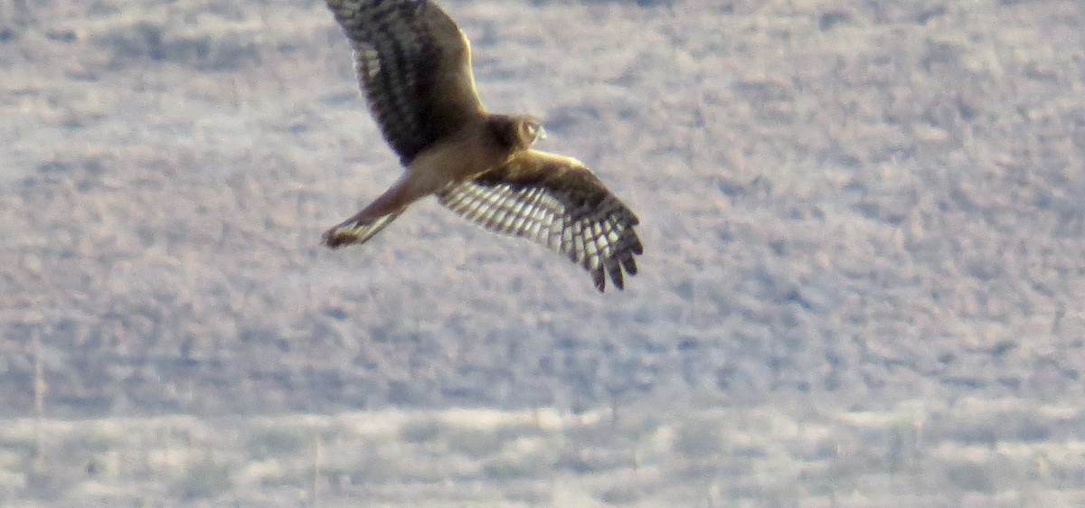 Northern Harrier - ML401327561