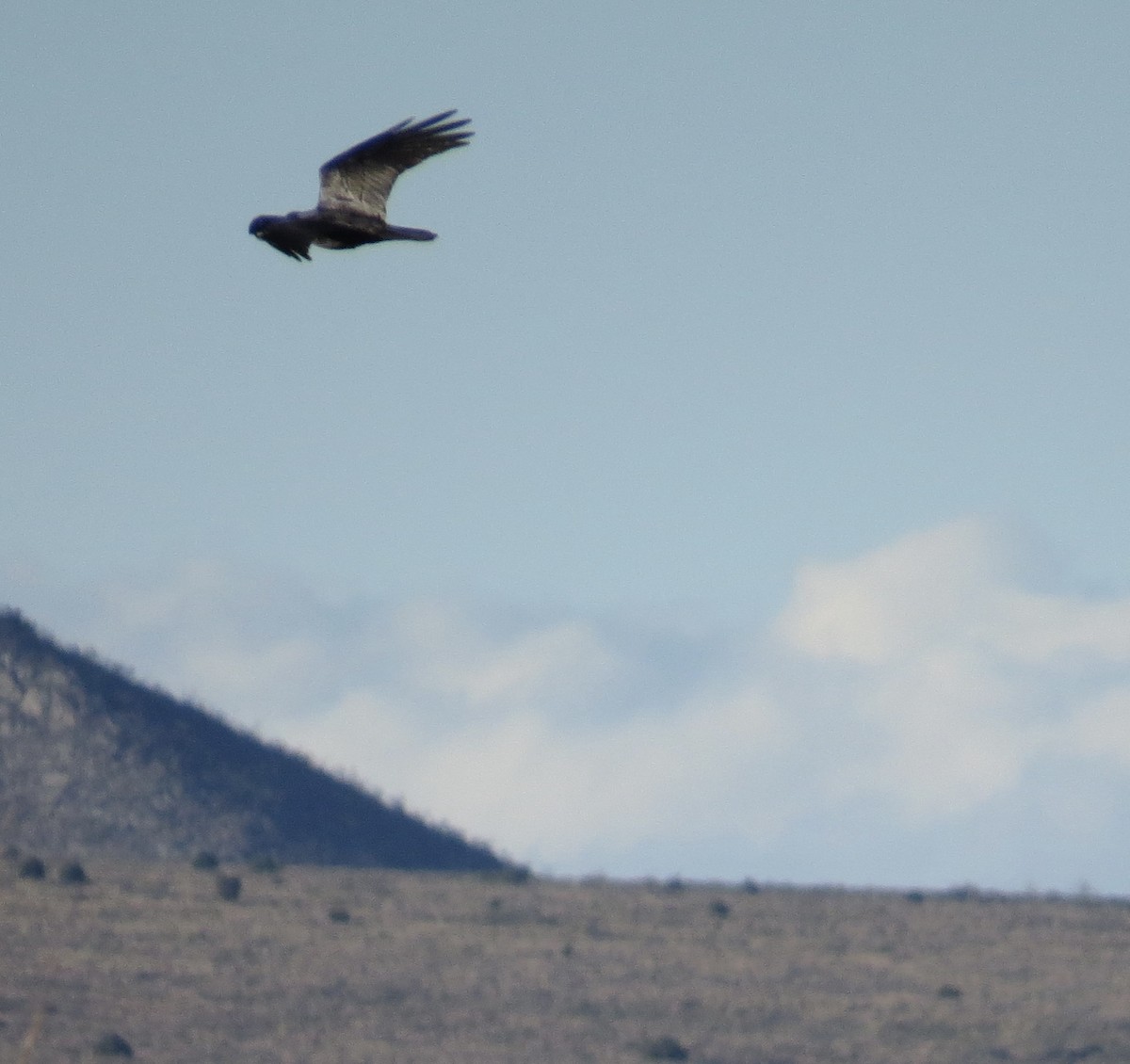 Common Raven - ML401328021