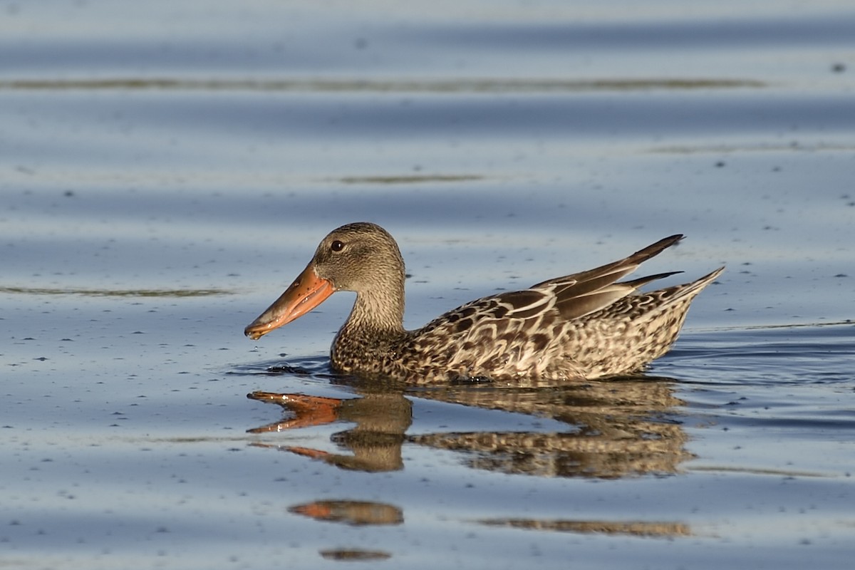 Northern Shoveler - ML40132951