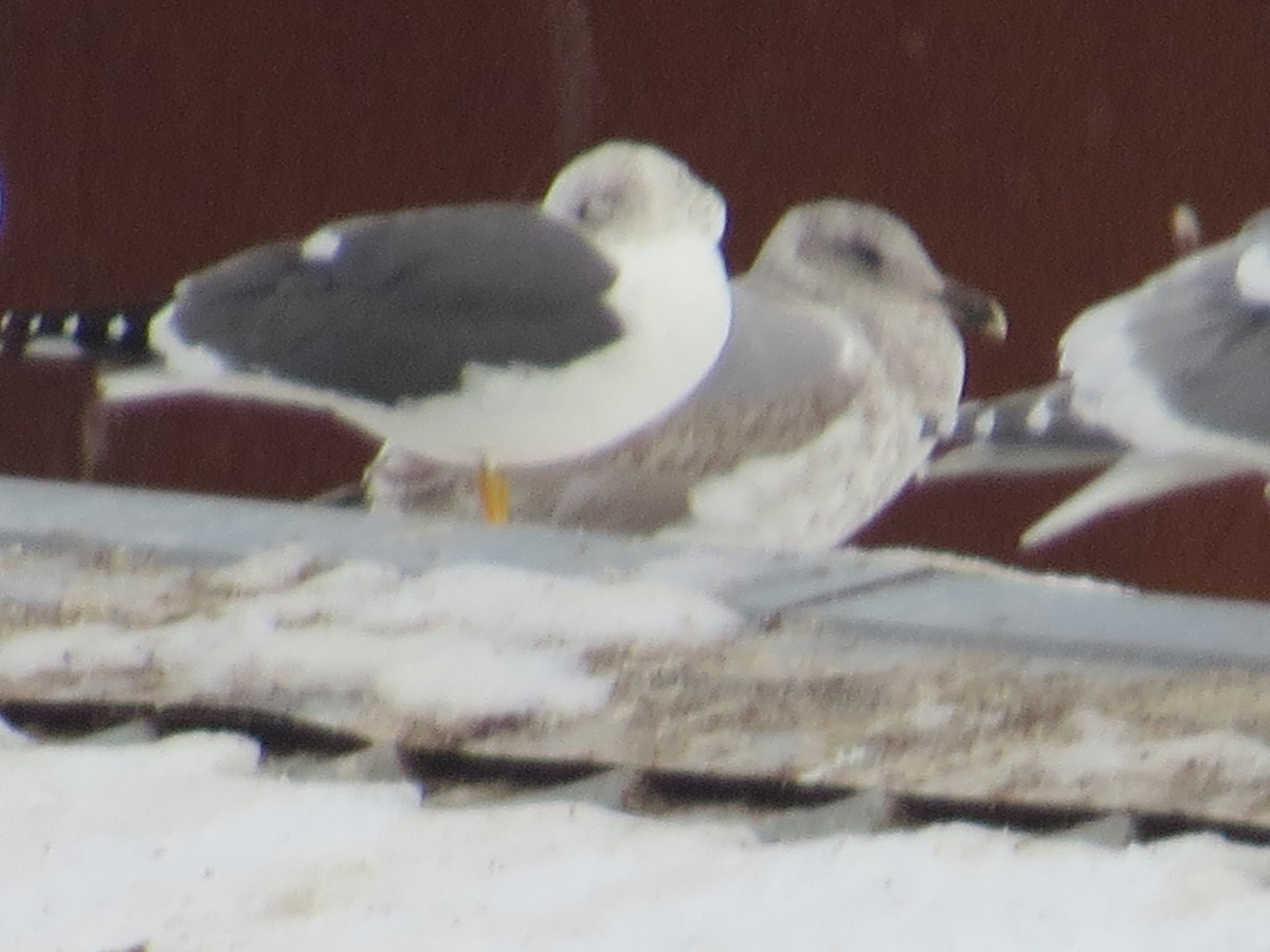 Lesser Black-backed Gull - ML401329751