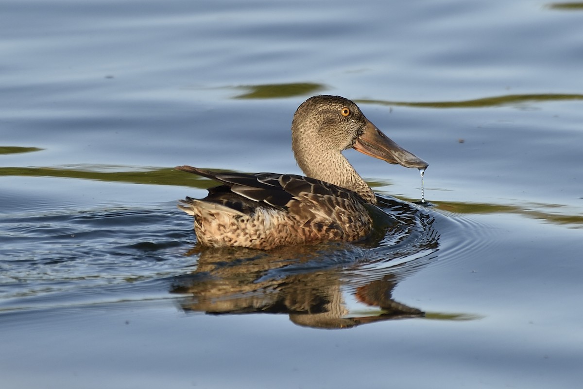 Northern Shoveler - ML40132981