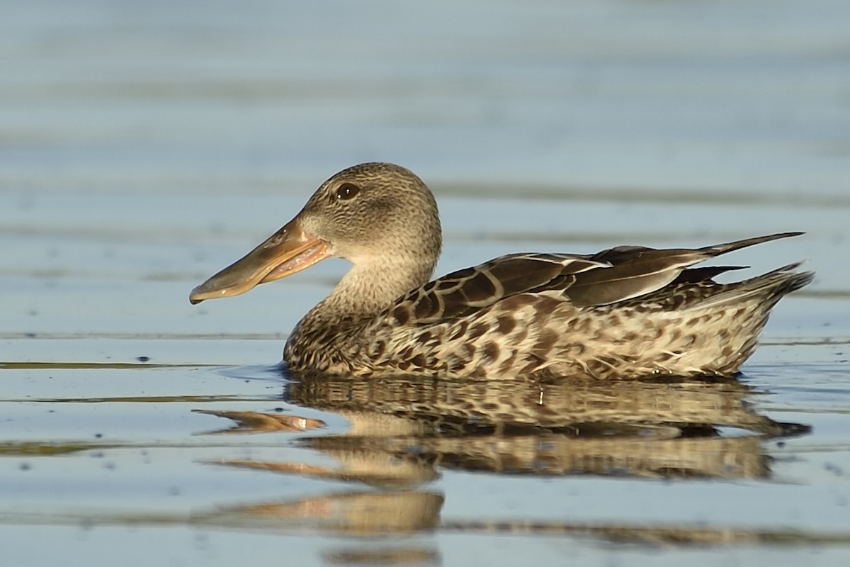 Northern Shoveler - ML40132991