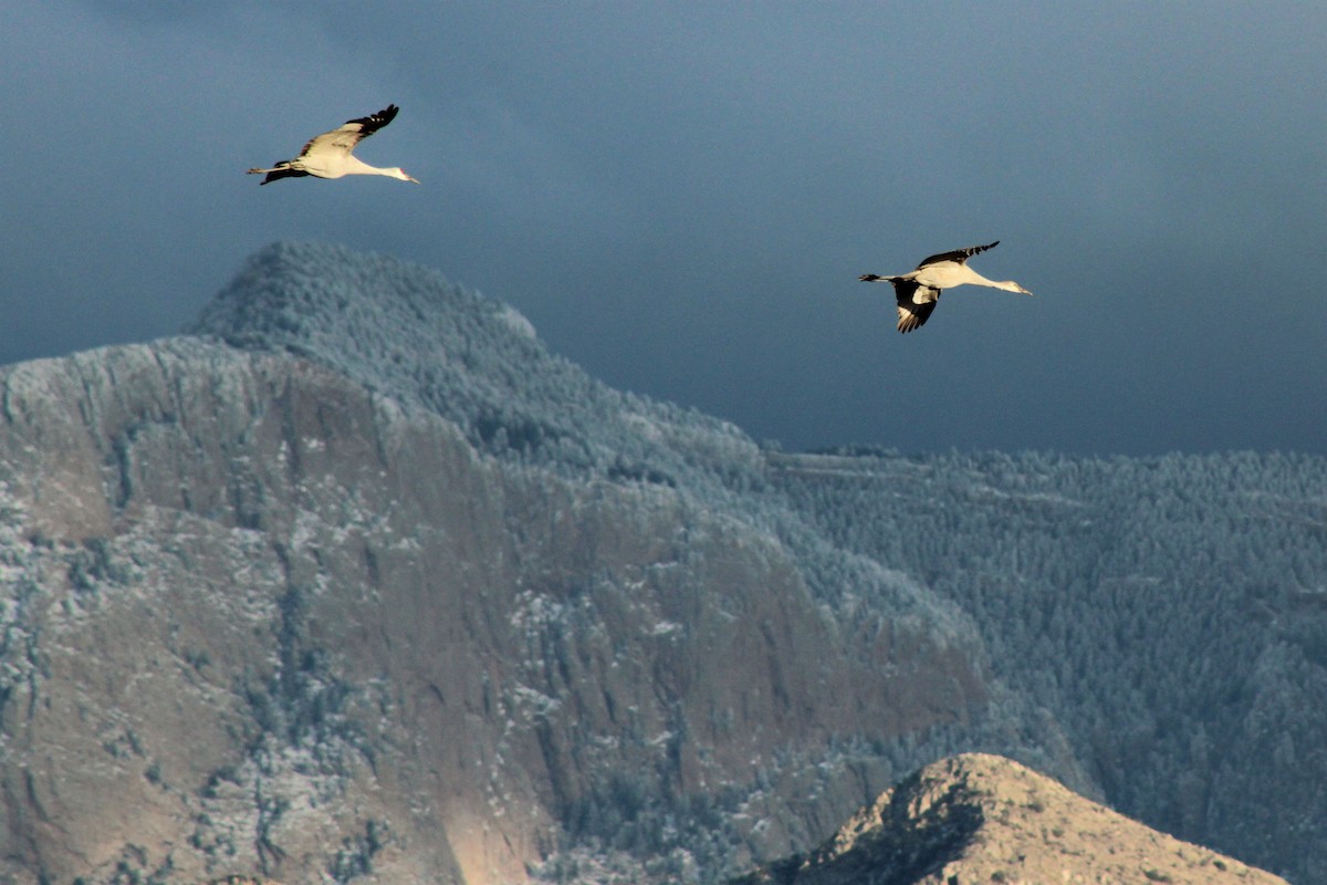 Sandhill Crane - ML401333291