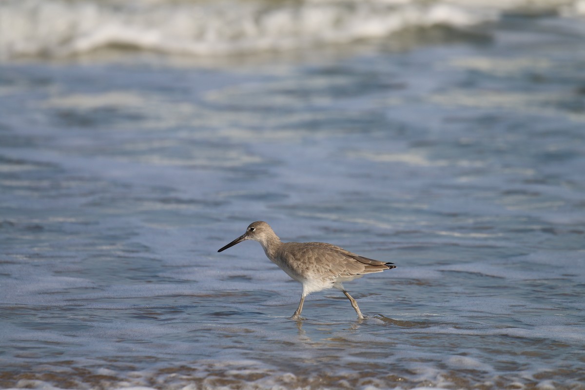 Willet - ML40133431