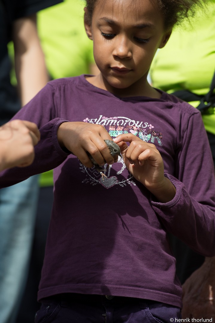 Passera scopaiola - ML40133461