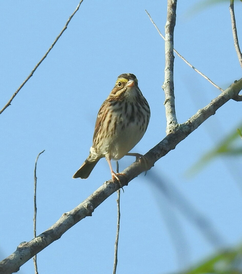 Savannah Sparrow - deborah grimes